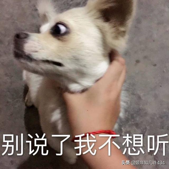 可爱萌宠图片:图片可爱萌萌哒头像 大家有没有什么萌宠表情包？越沙雕越可爱越好？
