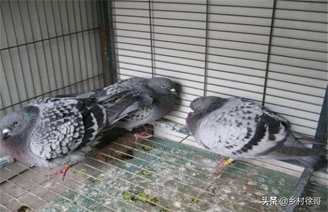 鸽子嗉囊炎该如何防治？插图1