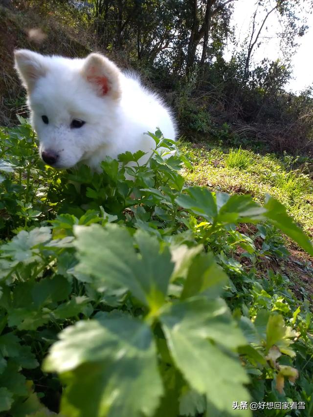 田园犬:如何评价中华田园犬？颜值可以有多高？