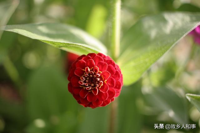黄舒骏前妻张小燕:幸福院郭晓燕于大乐为什么离婚？