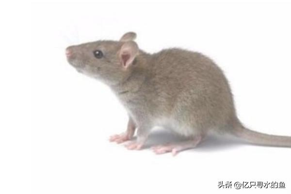 灭老鼠方法:如何有效的去除家中的老鼠？