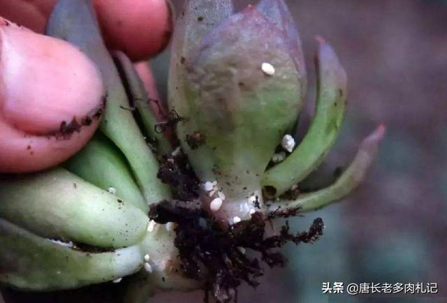 多肉植物蚜虫怎么防治:多肉植物怎么样才算是生病？