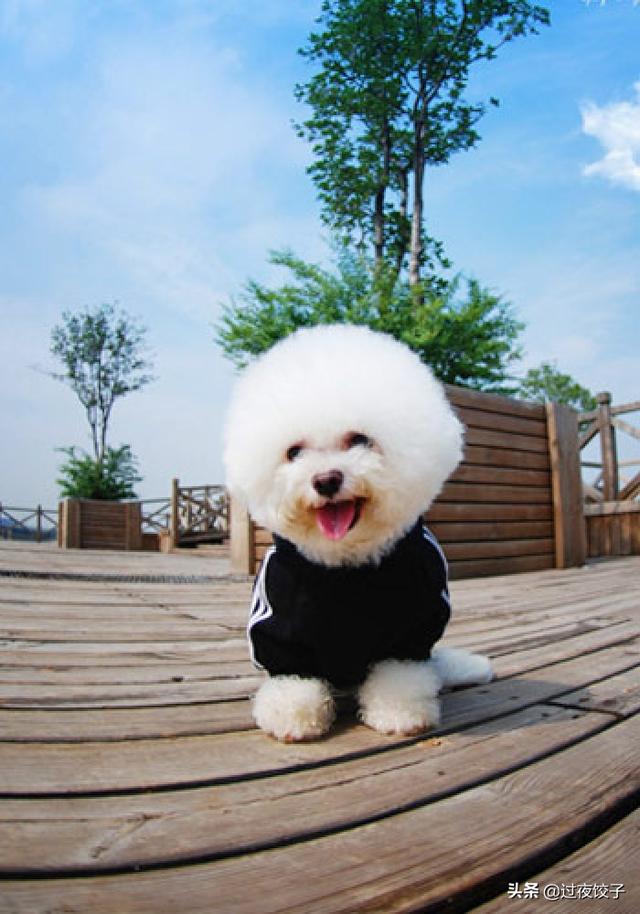 比熊犬多少钱一只:想买只比熊犬，在哪里买比较好，需要多少钱？怎么看品种纯不纯？
