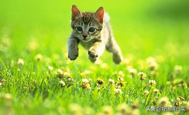 发猫的<a href=https://maguai.com/list/256-0-0.html target=_blank class=infotextkey><a href=https://maguai.com/list/256-0-0.html target=_blank class=infotextkey>朋友圈</a></a>的短句:<a href=https://maguai.com/list/256-0-0.html target=_blank class=infotextkey><a href=https://maguai.com/list/256-0-0.html target=_blank class=infotextkey>朋友圈</a></a>里适合晒猫咪的配文？