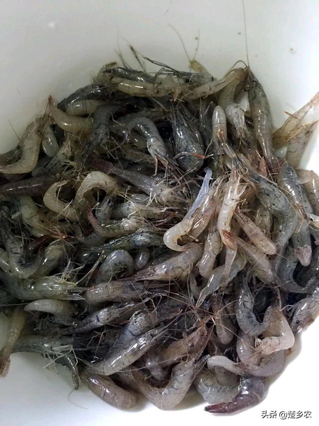 重庆 河虾养殖:河虾能在水质污染严重水域生存吗？为什么？