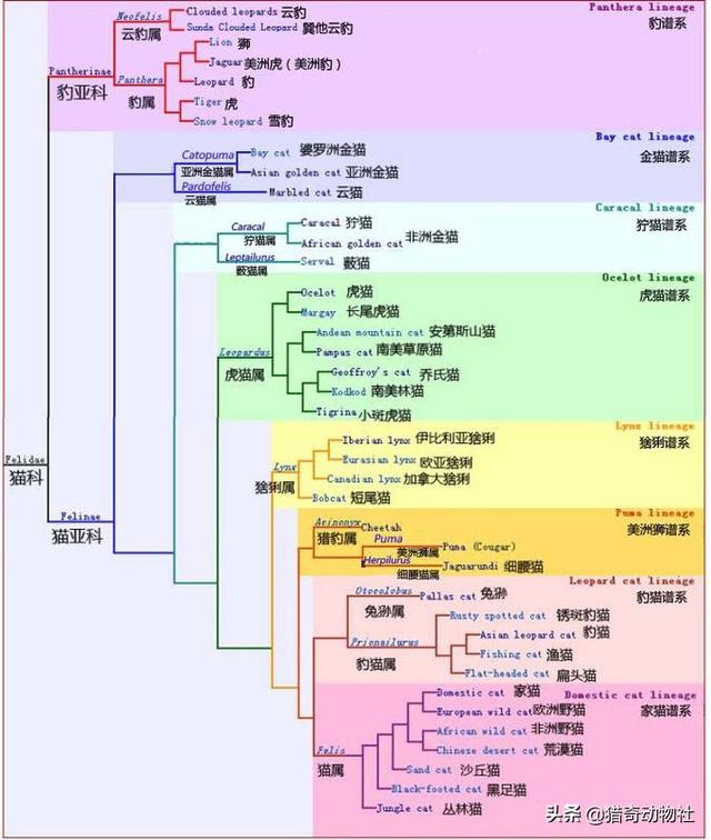 花豹:为什么花豹的身体更像老虎，而不是亚洲狮？