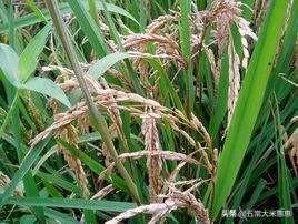 种植水稻怎么补硅，水稻穗枯死怎么回事用什么药防治有哪些预防措施