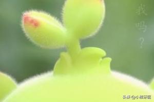 熊童子服盆:熊童子服盆期怎么浇水 多肉植物熊童子的养殖方法和注意事项？