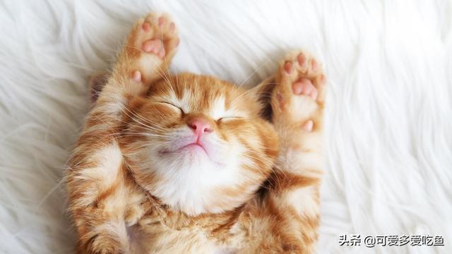 搓手猫卖萌惹人怜:小猫睡醒了就喵喵撒娇蹭我的手还躺倒在我手下是为啥？它想干啥？