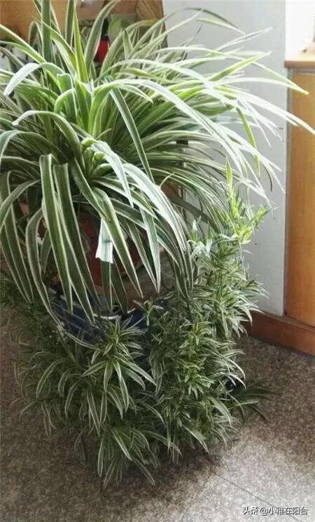 室内最好的观赏植物:十大室内观赏植物 室内养花，养几种花比较好？