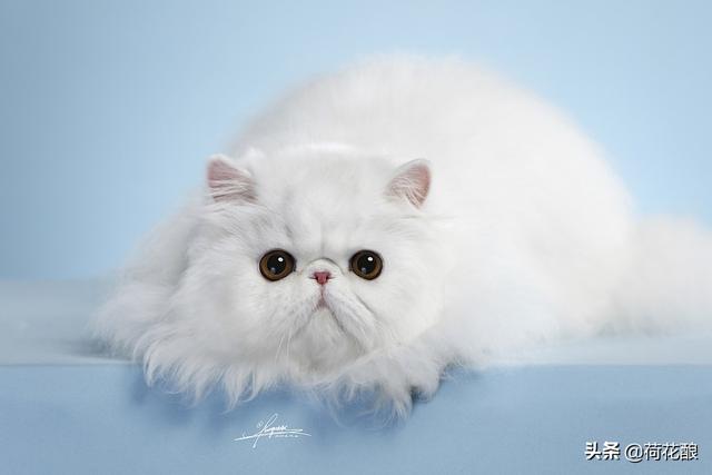 猫咪的品种及特征:黑猫警长和汤姆猫、布奇先生、图多盖洛小姐各是什么品种的猫？