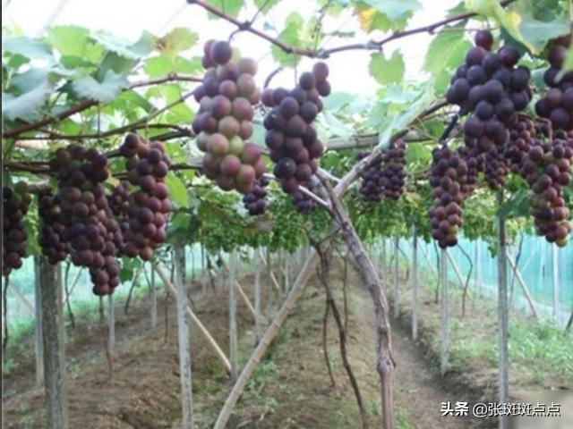 葡萄的栽培技术(葡萄苗的种植方法和技术)