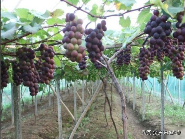 葡萄种植方法:葡萄种植技术,葡萄种植方法？
