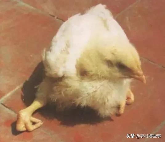 鸡缺乏维生素b2的症状:鸡群中出现瘫痪鸡应怎样应对？