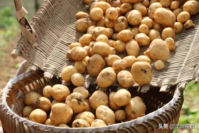 市面上的土豆越来越大，究竟和膨大剂有没有关系？你会吃吗？插图36
