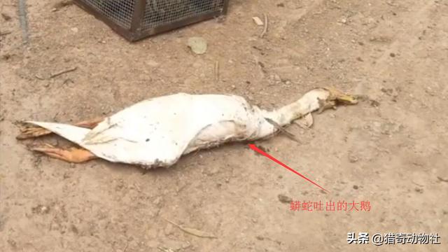 大蛇事件:蛇怕鹅是谎言？云南蟒蛇活吞整只大鹅，书上不是说蛇最怕鹅吗？