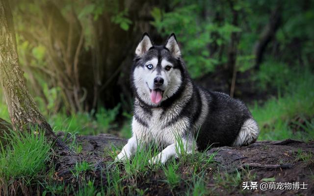 卡通警犬图片:最不适合做警犬的四种狗，二哈上榜情理之中，但土狗为何也上榜？ 警犬图片大全