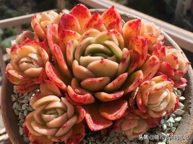 西里汉梗的养护常识:玉杯东云有什么特点，如何养护更容易出状态？