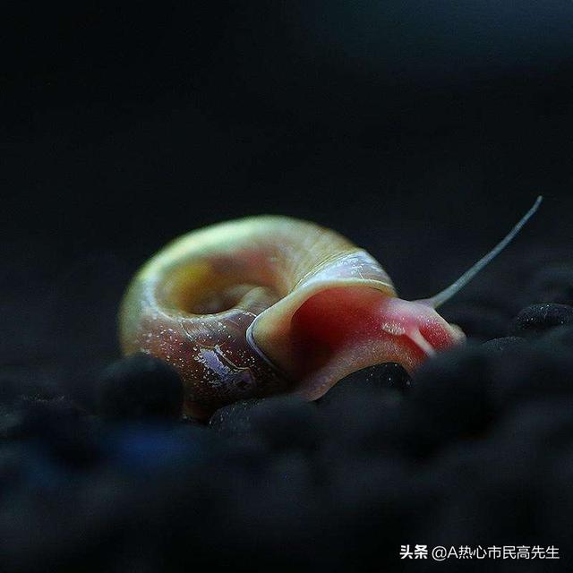 苹果螺爆缸的视频:苹果螺爆缸的危害 苹果螺可以养在过滤槽里吗？