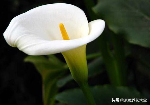 彩色马蹄莲花后处理:彩色马蹄莲花后怎么处理 马蹄莲如何在家里养呢？需要注意什么？