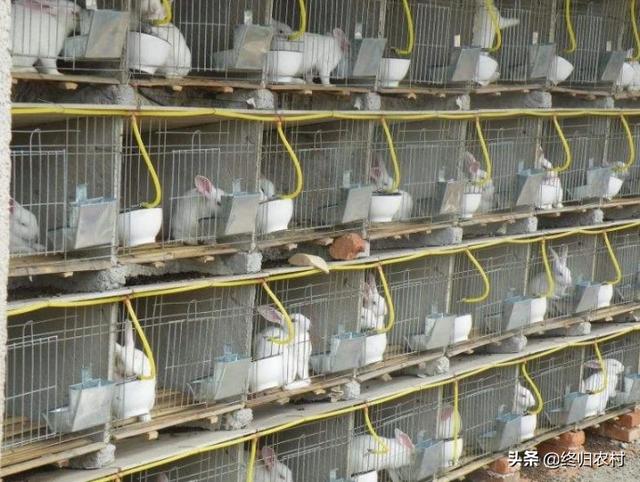 养殖肉兔前景怎么样，2019年养殖兔子赚钱吗养殖1000只兔子一年的利润多少