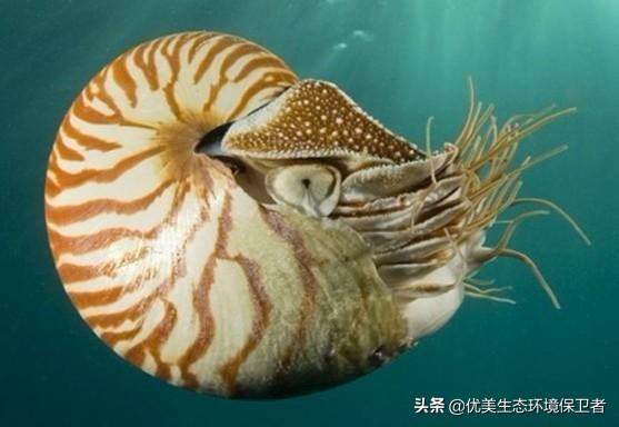 马蹄蟹:养殖鲎能否彻底取代野生捕获，来提取败血症检测所需的LAL试剂