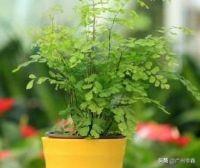 灰背铁线蕨:刚买的铁线蕨叶子枯萎怎么办？