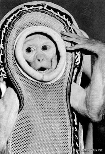 上过太空的猴子回到地球后怎样了?-图5