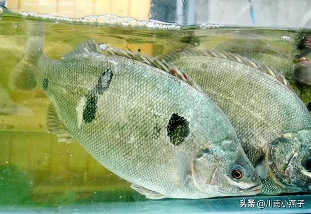 澳洲彩虹鱼做法:如何利用网箱养殖澳洲宝石鲈鱼？