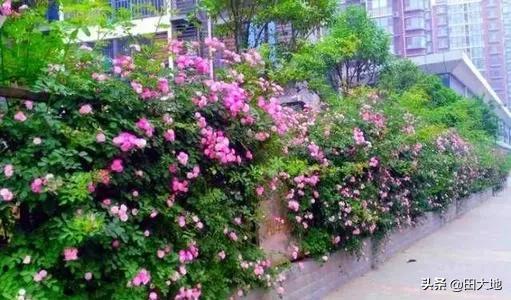 怎么做院子围墙又便宜又好看？插图91