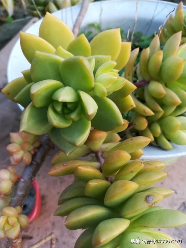 第一次看见多肉植物,你们是什么感觉？