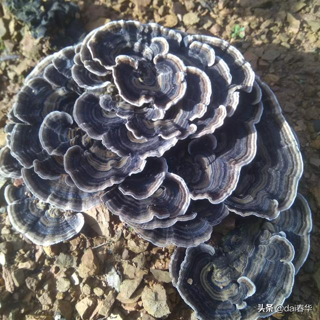 头条问答 - 哪里有各种无毒灵芝的图片?(7个回答)