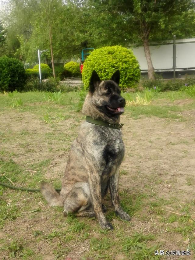 黑色芬兰猎犬:你听说过中华本土犬种—虎斑犬吗？