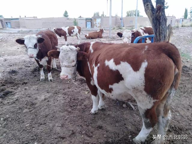 英牛耳朵不起来怎么办:小牛耳朵忽凉忽热，情绪不安还喘，是什么病？