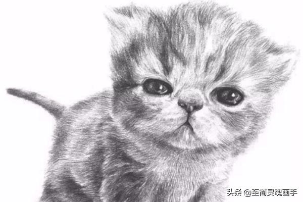 可爱的小猫:如何素描一只可爱的小猫咪？