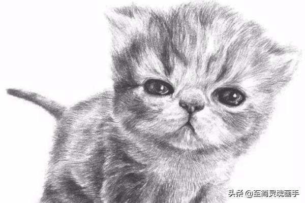 可爱小猫咪:如何素描一只可爱的小猫咪？