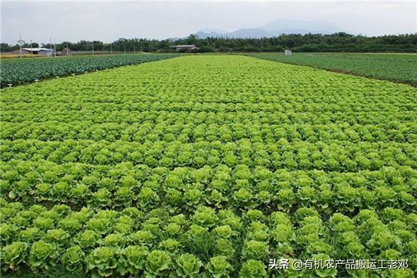 江西黑豚鼠价格:江西农田没人种，把它承包种什么能赚钱？