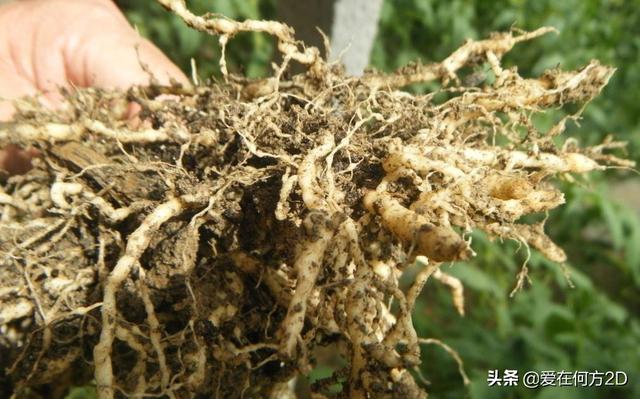 花叶芋穿孔线虫病:清除香芋田间的杂草用什么除草剂比较好？