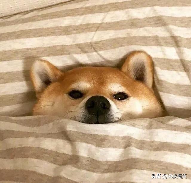 求一些比较有趣的图片用来发朋友圈和微博用