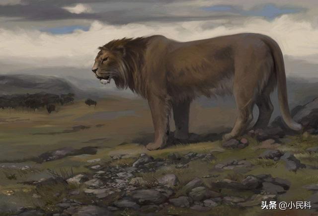 美洲拟狮,是怎么灭绝的?
