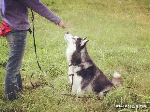 如何训练狗狗生人视频:如何训练狗狗在遛狗时就在你身边，不往前冲，也不扑人和到处闻？