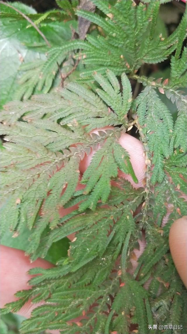 你上山采过哪些草药?(92个回答)