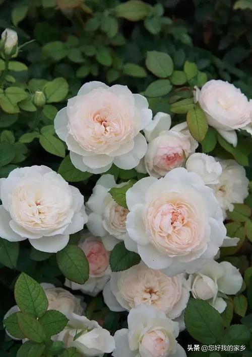 最香的几款月季品种是什么？插图85