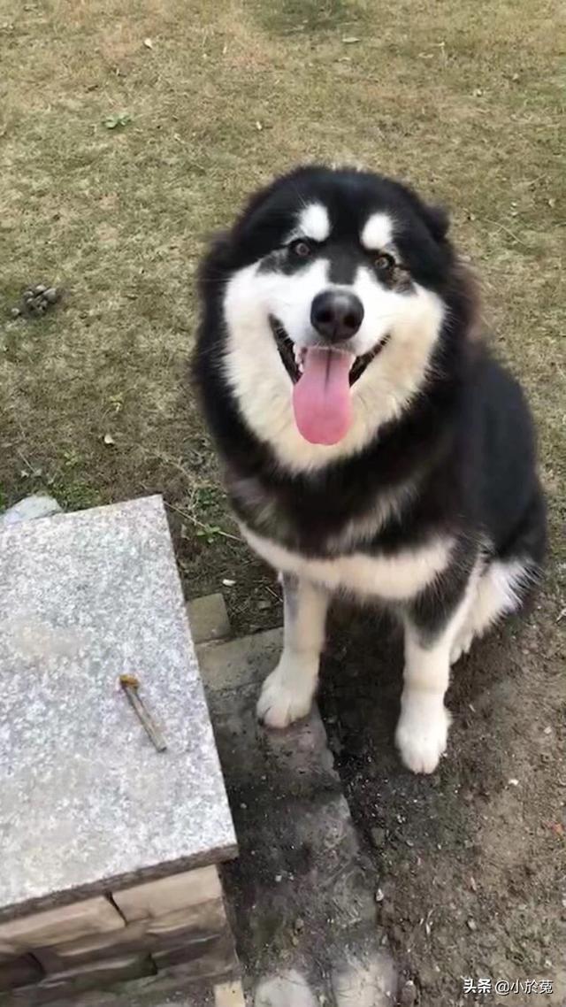 比熊油门当街调戏小巴哥犬:什么狗狗比较会撒娇？跟体型有关系吗？