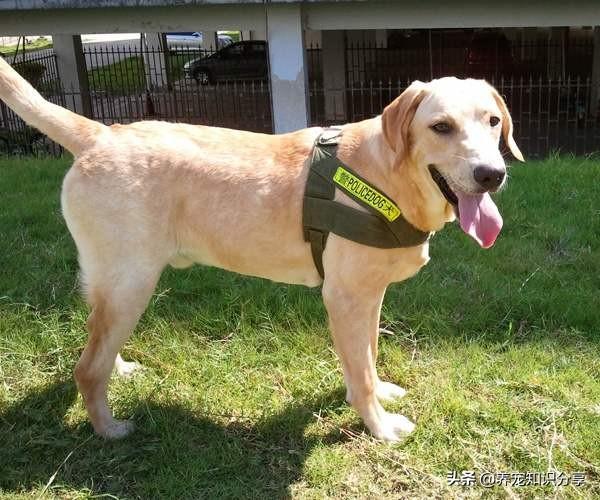 小型宠物犬种类与价格:有没有比马尔济斯犬还贵的小型宠物犬？ 家庭宠物小型犬排行榜前十名