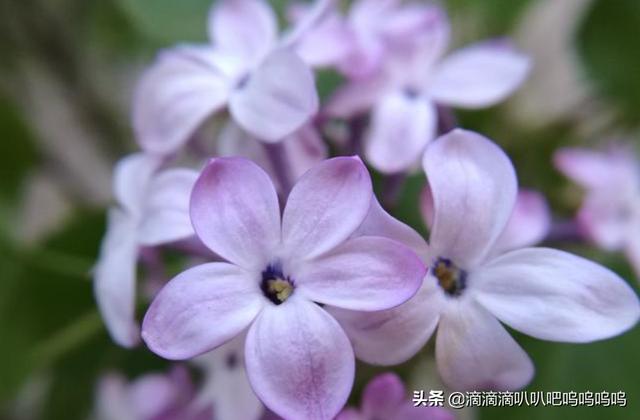 红丁香花语象征:请问丁香有什么象征意义？