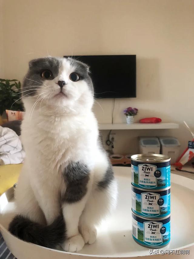 什么牌子的猫罐头好一些:有哪些猫粮、猫罐头可以推荐？