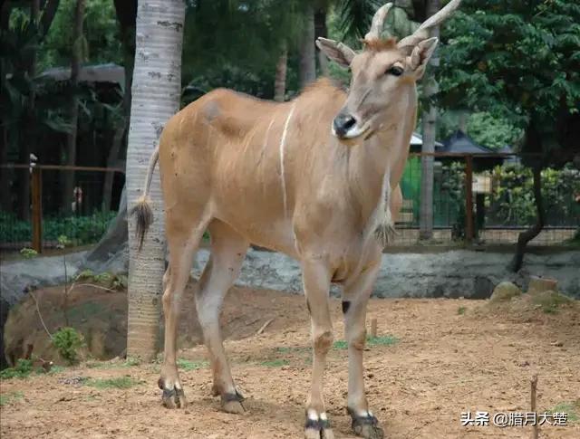 带你看看我们引进的saluki:听说非洲大羚羊早已引进了中国，这个适合养殖吗？在哪里有卖的？