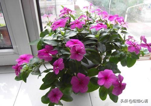 长春花怎么养(长春花怎么养爆盆)