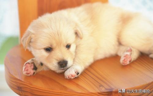 狗狗搜索书籍:有没有什么教狗的书推荐？
